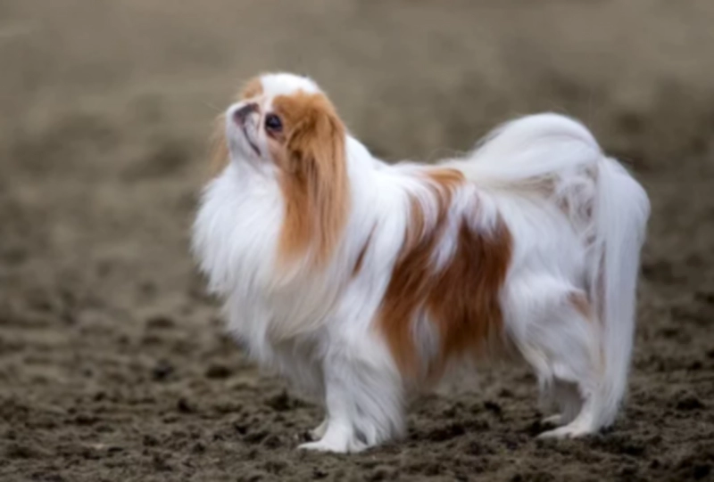 재패니즈 친 (제페니스 친) Japanese Chin