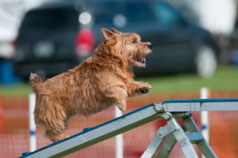 노르위치 테리어 Norwich Terrier