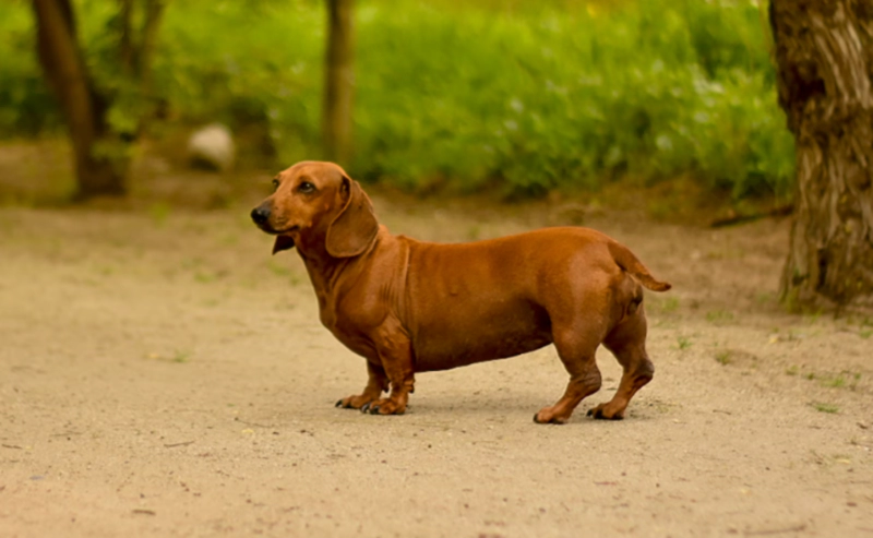 닥스훈트 Dachshund