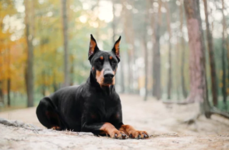 도베르만 핀셔 Dobermann Pinscher