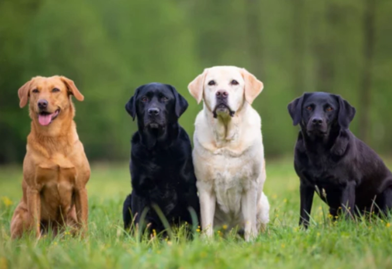 래브라도 리트리버 Labrador Retriever