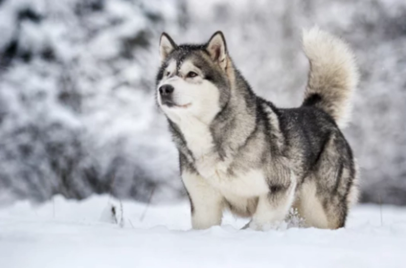 말라뮤트 (알래스칸 맬러뮤트) Alaskan Malamute