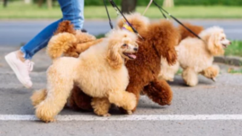 미니어처 푸들 Miniature Poodle