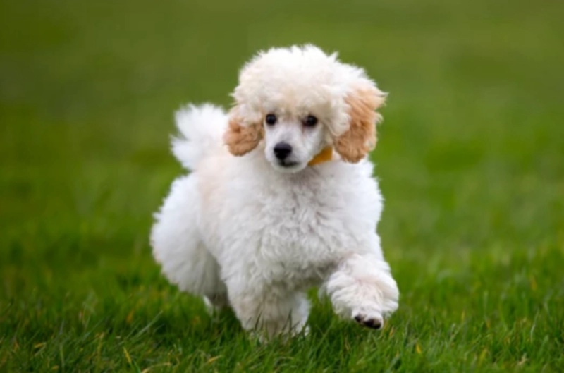 미니어처 푸들 Miniature Poodle