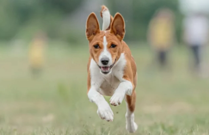 바센지 Basenji