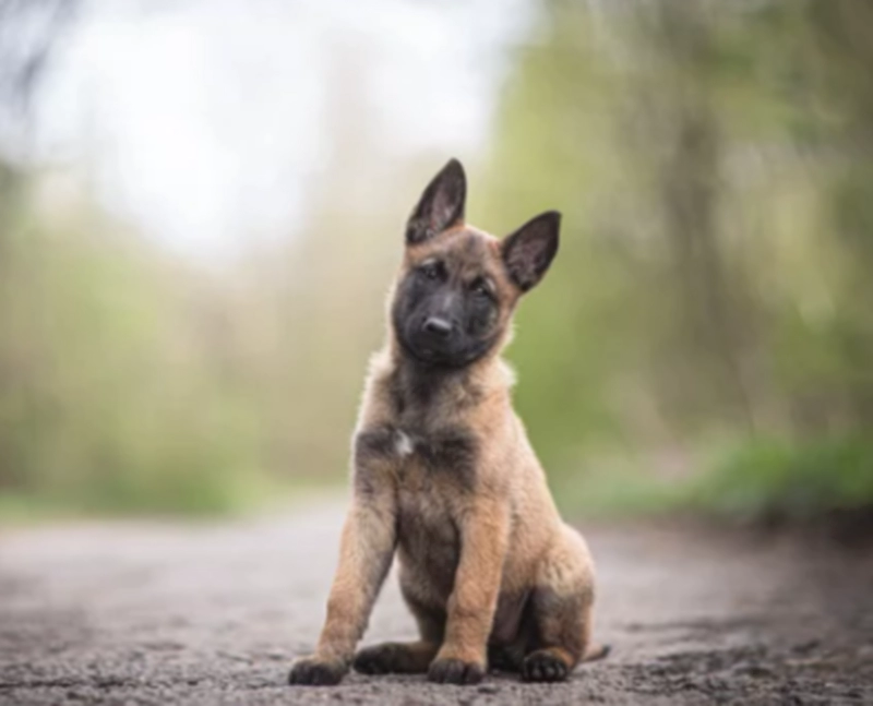 벨지안 쉽도그 말리누아 Belgian Sheepdog Malinois