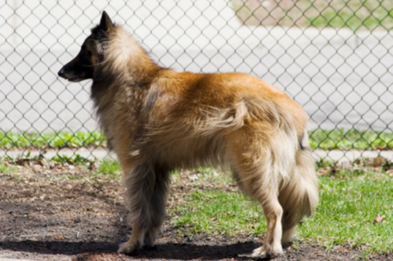 벨지안 쉽도그 터뷰렌 Belgian Sheepdog Tervuren