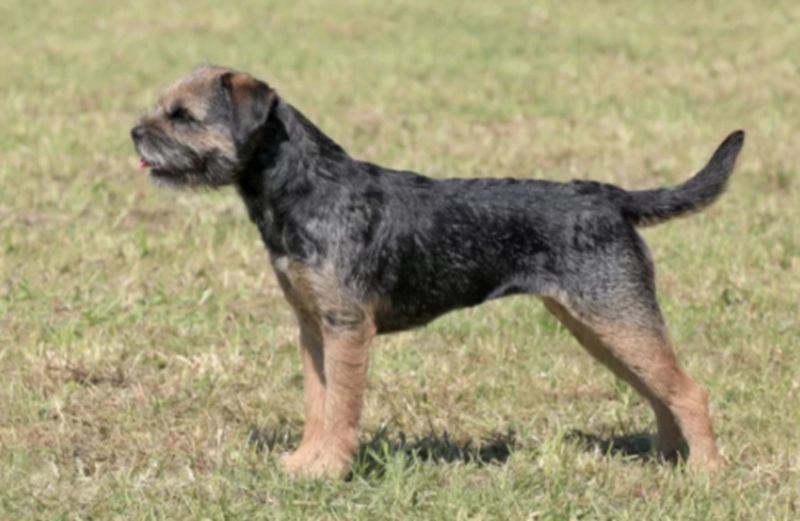 보더 테리어 Border Terrier