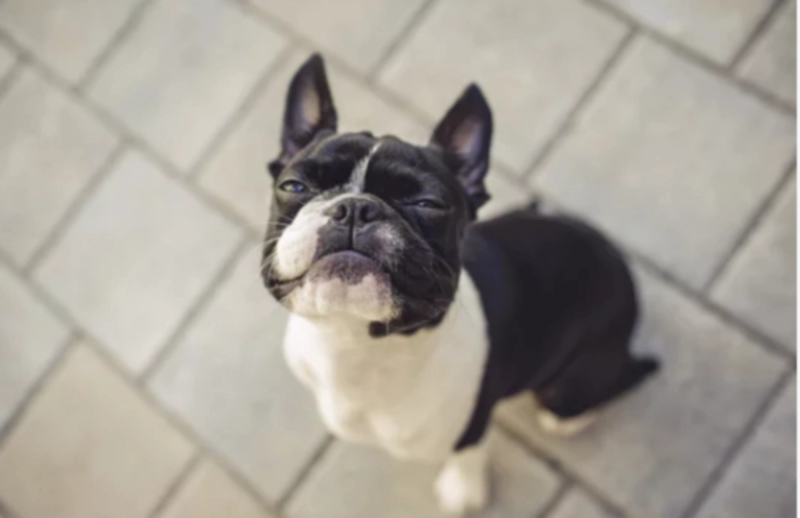 보스턴 테리어 Boston Terrier