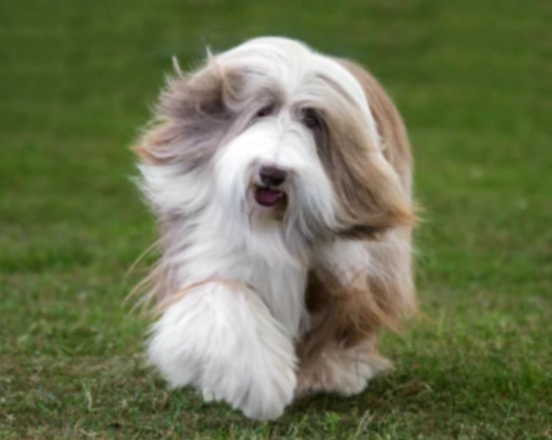 비어디드 콜리 Bearded Collie