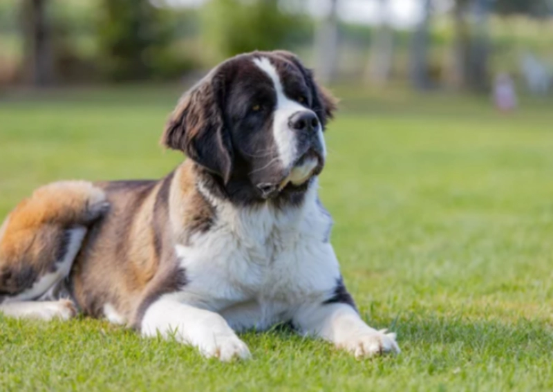 공원 잔디밭에 엎드려 있는 세인트 버나드(Saint Bernard)