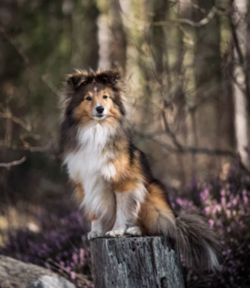 셰틀랜드 쉽독(Shetland Sheepdog)