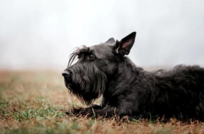 스코티시 테리어 Scottish Terrier