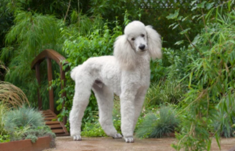 스탠더드 푸들 Standard Poodle