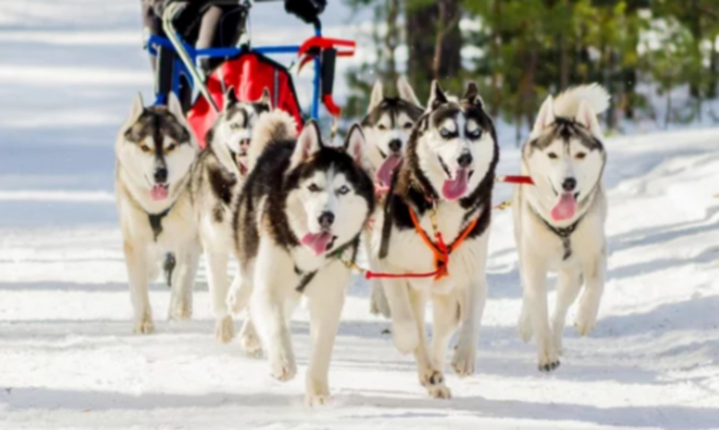 썰매개 경주 대회 하네스에 시베리안 허스키(Siberian Husky)