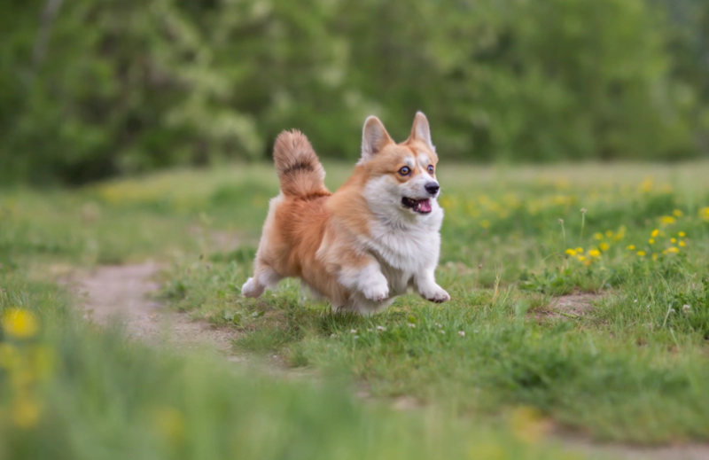 야외에서 뛰어노는 웰시 코기(Welsh Corgi)