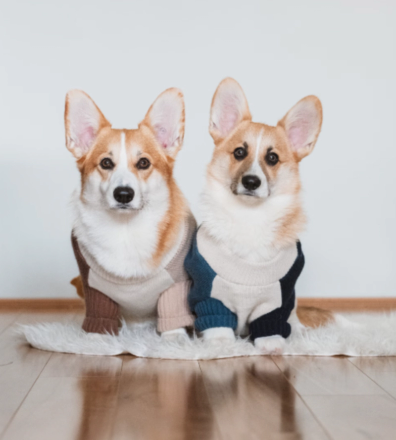 스웨터 옷을 입은 웰시 코기(Welsh Corgi) 두마리