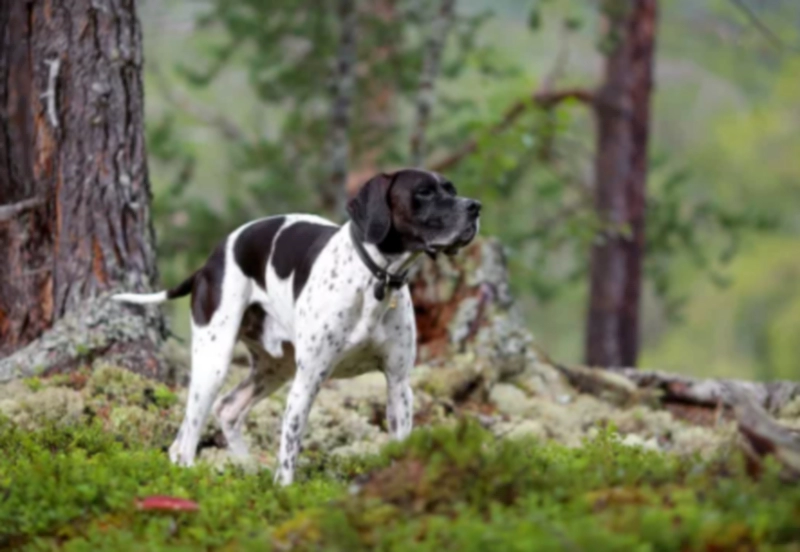 잉글리시 포인터 English Pointer