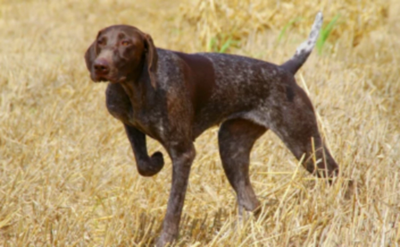 저먼 포인터 German Pointer
저먼 숏헤어드 포인터(German Shorthaired Pointer)