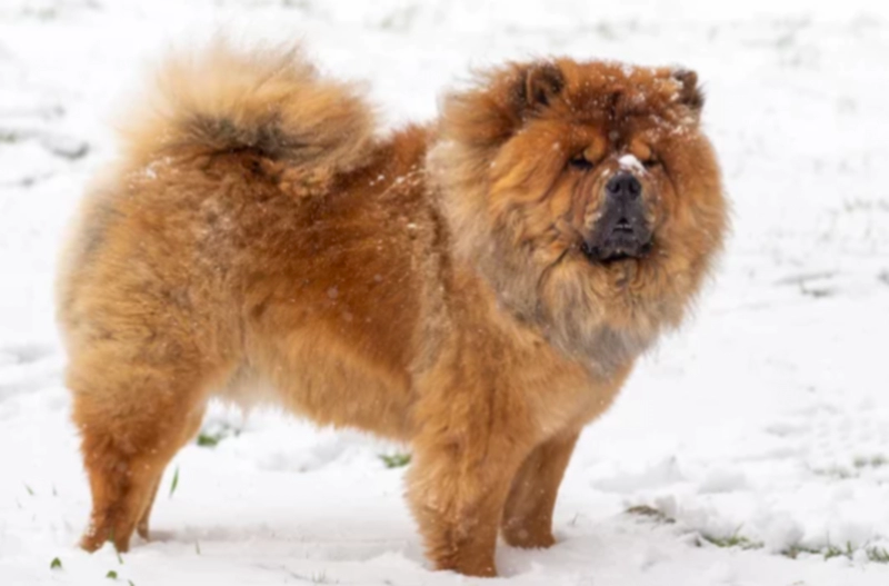 겨울 눈위에 서있는 차우차우(Chowchow)