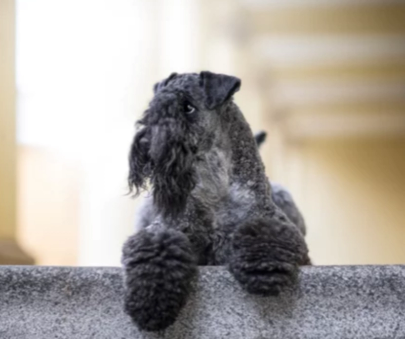 케리 블루 테리어 Kerry Blue Terrier