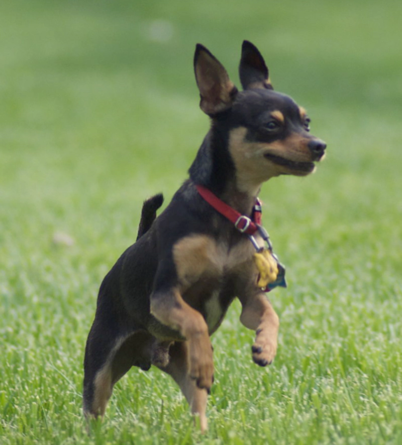 토이 맨체스터 테리어 Toy Manchester Terrier