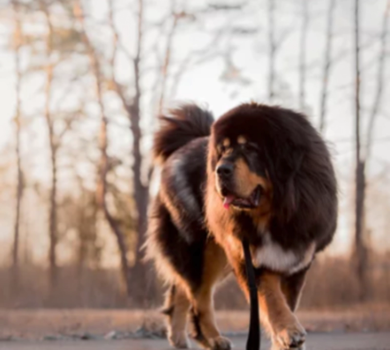 티베탄 마스티프 Tibetan Mastiff