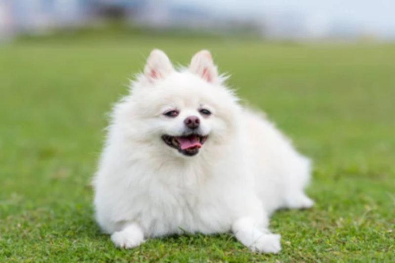 포메라니안 Pomeranian