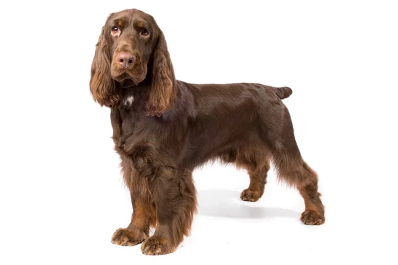 필드 스패니얼 Field Spaniel