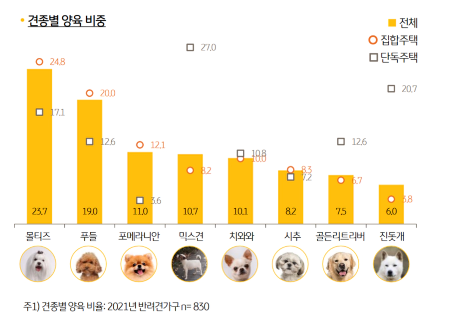 강아지 인기 순위