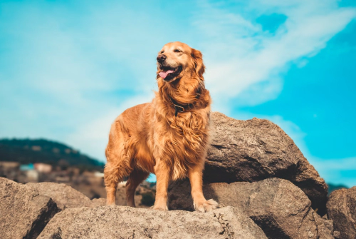 골든 리트리버 Golden Retriever