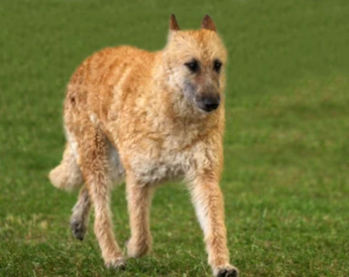 벨지안 쉽도그 라케노이즈 Belgian Sheepdog Laekenois