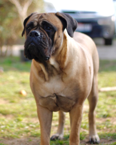 불 마스티프 Bullmastiff