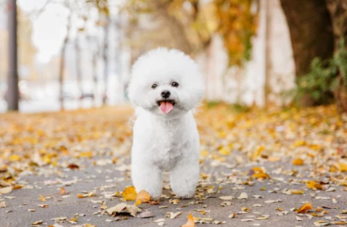 비숑 프리제 Bichon Frise