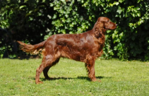 아이리시 세터 Irish Setter