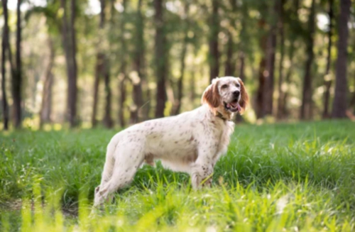 잉글리시 세터 English Setter