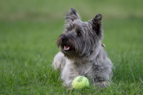 케언 테리어 Cairn Terrier