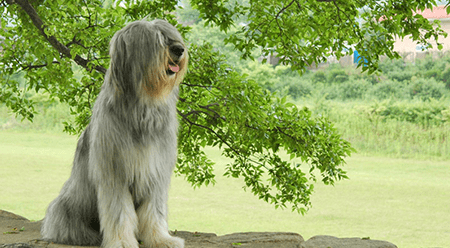 삽살개 (경산의 삽살개 (Sapsaree Dog of Gyeongsan)