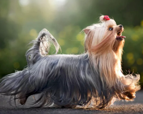 요크셔 테리어 (Yorkshire Terrier)