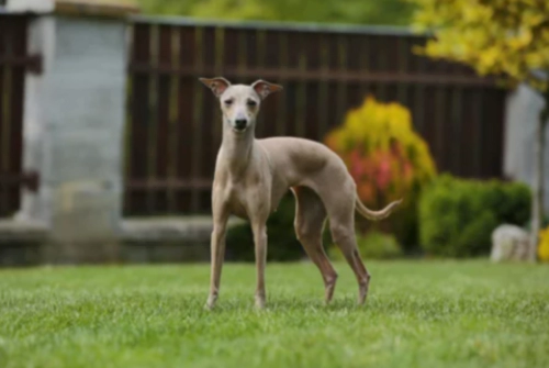 이탈리안 그레이하운드 (Italian Greyhound)