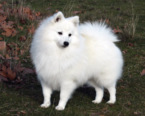 제패니즈 스피츠 (Japanese Spitz)