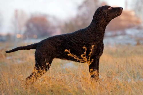 컬리 코티드 리트리버 (Curly Coated Retriever)