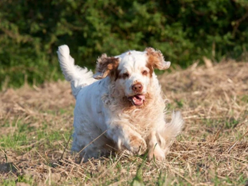 클럼버 스패니얼 (Clumber Spaniel)