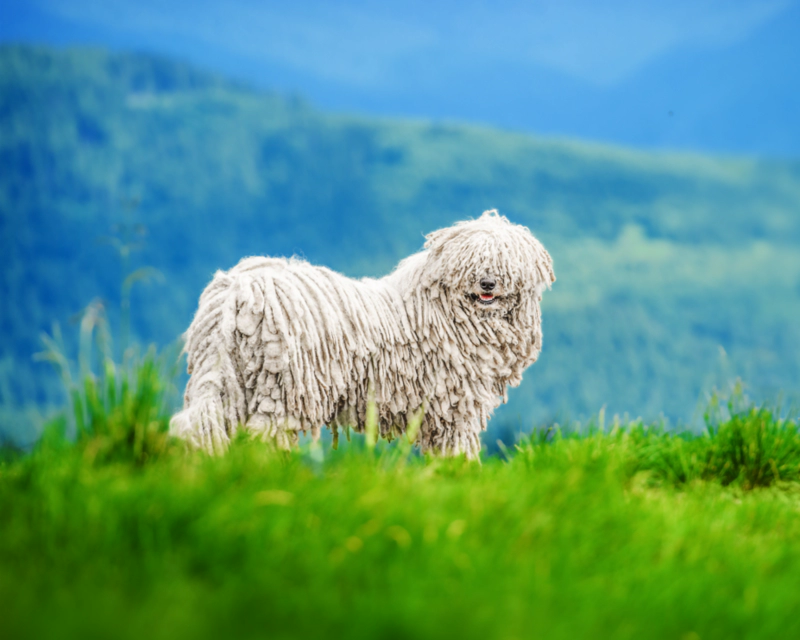 코몬도르 (코몬돌) Komondor