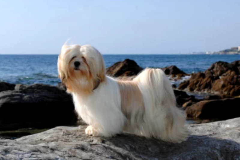 라사 압소 (Lhasa Apso)