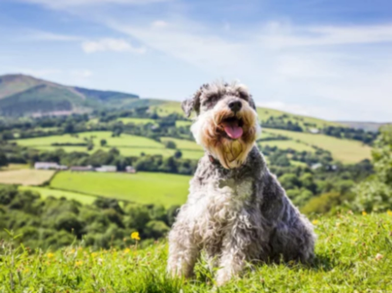 미니어처 슈나우저 (Miniature Schnauzer)