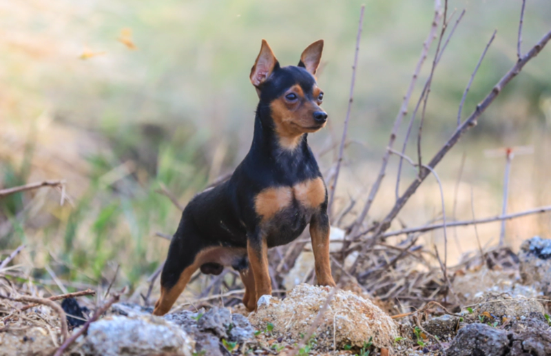 미니어처 핀셔 (Miniature Pinscher)