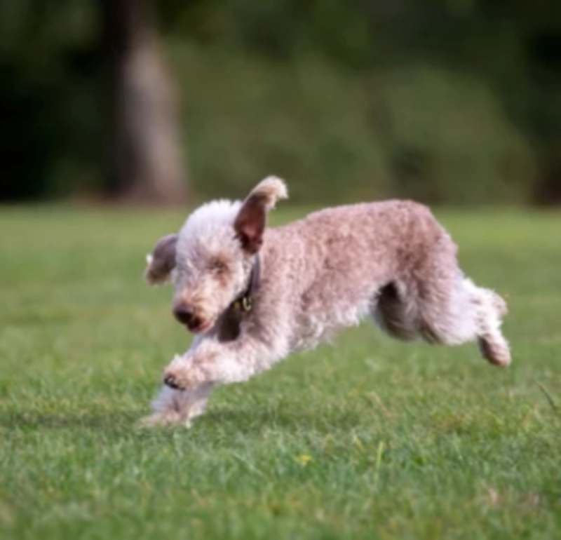 베들링턴 테리어 (Bedlington Terrier)