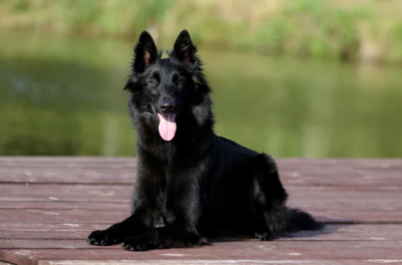 벨지안 쉽도그 그로넨달 (Belgian Sheepdog Groenendael)