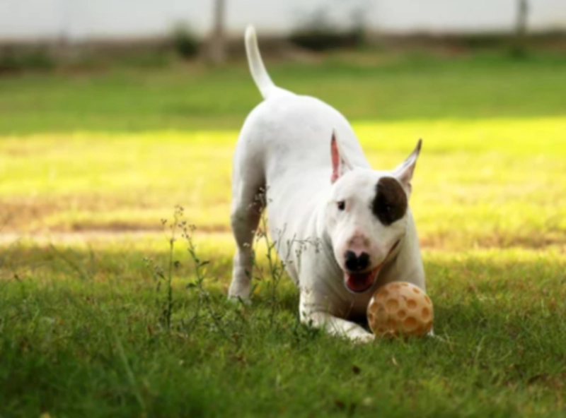 불 테리어 (Bull Terrier)